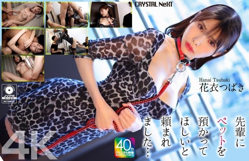 【4K】被前輩拜託要幫忙照顧寵物… 花衣椿